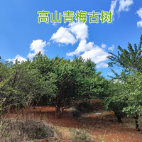 【可选】云南青梅鲜果新鲜野生古树酸梅子现摘大果泡酒用整箱