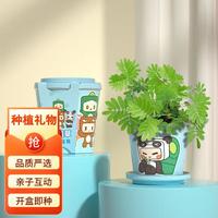 匠心绽放桌面种植小盆栽 儿童趣味科学实验植物观察玩具 迷你世界-含羞草