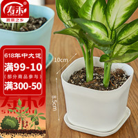 寿禾 shouhe 花盆超小塑料园艺种植多肉盆栽带托盘 韦尼恩盆含托1个装