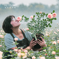 88VIP：海蒂的花园 月季玫瑰花盆栽蓝色阴雨粉色龙沙宝石藤本月季
