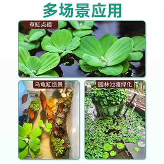 CRAZY PLANT浮萍水草植物直接入缸古法鱼缸造景全套懒人阴性水草一叶莲水芙蓉 【浮萍全家福】各1朵