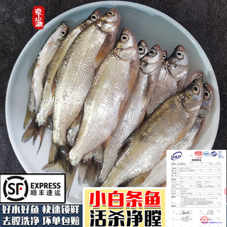 云映渔舟 微山湖生态野捕小白条鱼(净膛) 活鱼现杀翘嘴鱼刁子新鲜河鱼 （杀完损耗15％）