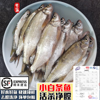 云映渔舟 微山湖生态野捕小白条鱼(净膛) 活鱼现杀翘嘴鱼刁子新鲜淡水河鱼 20公分以上翘嘴(一斤5-8条) 1斤(杀完损耗15%)