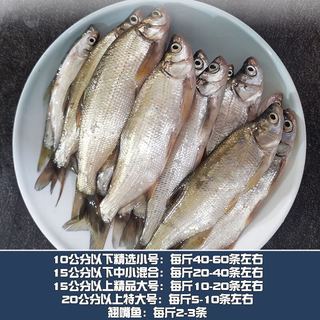 云映渔舟 微山湖生态野捕小白条鱼(净膛) 活鱼现杀翘嘴鱼刁子新鲜淡水河鱼 特大翘嘴（每斤2-3条） 2斤（杀完损耗15％）