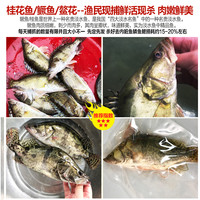 鲜活现杀桂鱼新鲜鳜鱼鳌花鱼淡水鱼季花鱼桂花鱼自然捕获水产
