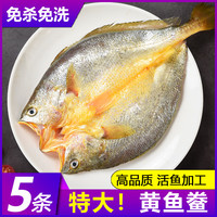 黄鱼鲞新鲜冷冻大黄鱼黄花鱼三去生鲜宁德小黄鱼海鲜鱼类海鱼商用