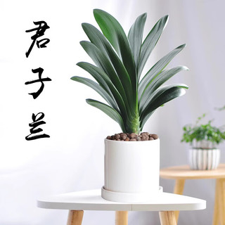 爱你一万年四季名贵君子兰盆栽带花苞室内花卉绿植大苗精品花卉盆景圆头和尚 【特级灿烂】 裸根4-6片叶+肥料