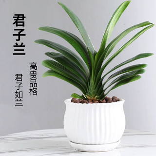 爱你一万年四季名贵君子兰盆栽带花苞室内花卉绿植大苗精品花卉盆景圆头和尚 【特级灿烂】 裸根4-6片叶+肥料