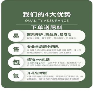 爱你一万年四季名贵君子兰盆栽带花苞室内花卉绿植大苗精品花卉盆景圆头和尚 【特级灿烂】 裸根4-6片叶+肥料