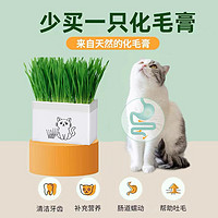 千僖宠 猫草盆栽化毛草种子非已种好懒人小麦种子猫咪零食品水培营养种植