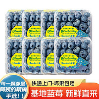 鲜知仕 国产新鲜蓝莓 5盒装 大果12-15mm