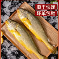 三都港鲜冻大黄花鱼新鲜生鲜鲜活冰鲜海鱼宁德黄花鱼450-500g*5条