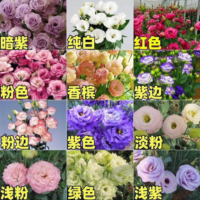 绿达 进口重瓣洋桔梗花种子四季播种开花易活花卉种孑室外花种籽子大全 洋桔梗种子混色500粒+肥料1包
