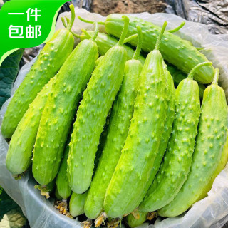 京鲜生 海阳白玉黄瓜 4斤水果小黄瓜生吃脆鲜 现摘新鲜蔬菜源头直发 白玉黄瓜