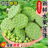 2024新鲜莲蓬现摘生吃4斤甜嫩鲜生莲子天然水果莲蓬当季蔬菜