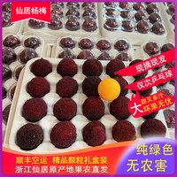 浙江仙居杨梅鲜果现摘颗粒装时令新鲜东魁厚杨梅大果特甜