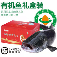 太湖海【有机大鱼】冬捕胖头鱼花鲢鳙鱼南都湖淡水鱼年货生鲜水产礼盒装 6斤【大鱼礼盒装】-整条分割