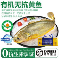 太湖海【有机无抗黄鱼】鲜活冰鲜非冷冻大黄花鱼 深海水产野化鱼类礼盒 现捕冰鲜鱼(9两-1斤/条)*2条