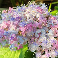 爱你一万年绣球花苗盆栽花卉无尽夏绣球花盆栽庭院花卉绿植物好养源头直发 9千鸟【原盆土包开花】