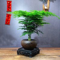 双盟文竹盆栽矮化老桩盆景办公室内绿植物富贵竹好养文竹源头直发 【黑砂款】文竹+舍得盆+110底座