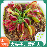 捕蝇草盆栽苗食人花猪笼草植物捕虫扑蝇草蚊食虫绿植花卉好望角