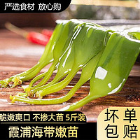 品鲜猫海带苗嫩苗霞浦特产新鲜 裙带菜500g*5袋装凉拌下酒菜盐渍海带 霞浦海带苗 1斤装（1包）