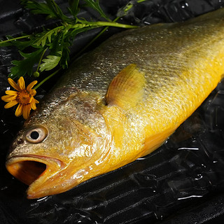 黄小渔 BAP认证 冰鲜黄花鱼2条2.7斤 生鲜鱼类  冰鲜水产 源头直发