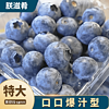 朕滋肴新鲜时令国产蓝莓水果 125g/盒 精选大果 果径约15-18mm 精选蓝莓 125g*3盒/单果15-18mm