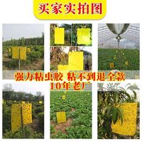 粘虫板大棚黄板双面小黑飞果蝇诱捕器诱虫板贴纸农用家用花园
