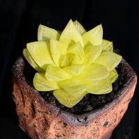 神拼 黄金玉露多肉植物室内组合属精品雨露绿植云南花卉姬玉露水晶