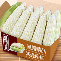 商超品质 新鲜现摘 白糯玉米 4.5斤装