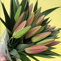 MEET HOUSE 香遇沙龙香水 香水百合鲜花云南昆明直发基地插花家用中通/驿站自提/发货后3天左右到