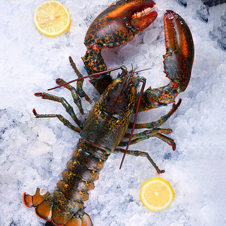 老蟹将波士顿龙虾冷冻加拿大进口波龙生鲜海鲜 生冻波龙