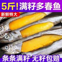 北海湾多春鱼满籽新鲜多籽鱼冷冻鲜活海鲜水产特大海鱼烧烤食材