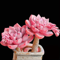 轩林美 贵货多肉 植物 盆栽组合 肉肉办公室内盆栽不带盆 红粉佳人(单头4-5cm)