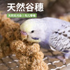 高能鹦鹉鹦鹉零食谷穗黄谷穗小米穗小鸟断奶零食杂粮磨牙学吃天然麦穗饲料 【天然谷穗】