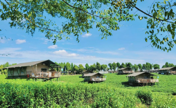 包邮区避暑消夏,送价值300元门票,可住2大2小!常州茅山森林世界度假村 茶田帐篷亲子家庭房1晚+双早+双人2日无限次景区门票