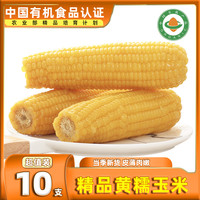 【蜜蜂惊喜社】有机糯米玉米糯玉米棒新鲜黄糯粘黏真空装包装袋糯