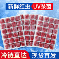 BESSN红虫冰冻牛心汉堡丰年虾罗汉鱼金鱼七彩鱼发财鱼饲料鱼食 【冷库直发】大红虫10板+1板+喂食镊+吸管