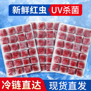 BESSN红虫冰冻牛心汉堡丰年虾罗汉鱼金鱼七彩鱼发财鱼饲料鱼食 【冷库直发】大红虫10板+1板+喂食镊+吸管