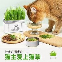 千僖宠 猫草盆栽种子猫薄荷水培化毛球草小麦育苗盘幼猫零食猫咪用品种植