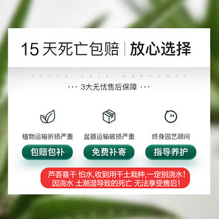 芦荟盆栽室内除甲醛净化空气花卉绿植办公仙人掌多肉植物四季好养