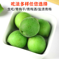 青梅鲜果2023云南新鲜梅子水果当季现摘大果泡酒5斤诏安