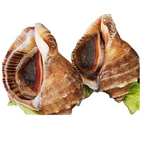 SOXW新鲜大海螺鲜活海鲜水产 海螺贝类 当天现捕现发  精选大海螺 0.5kg 1 斤（4-5个）