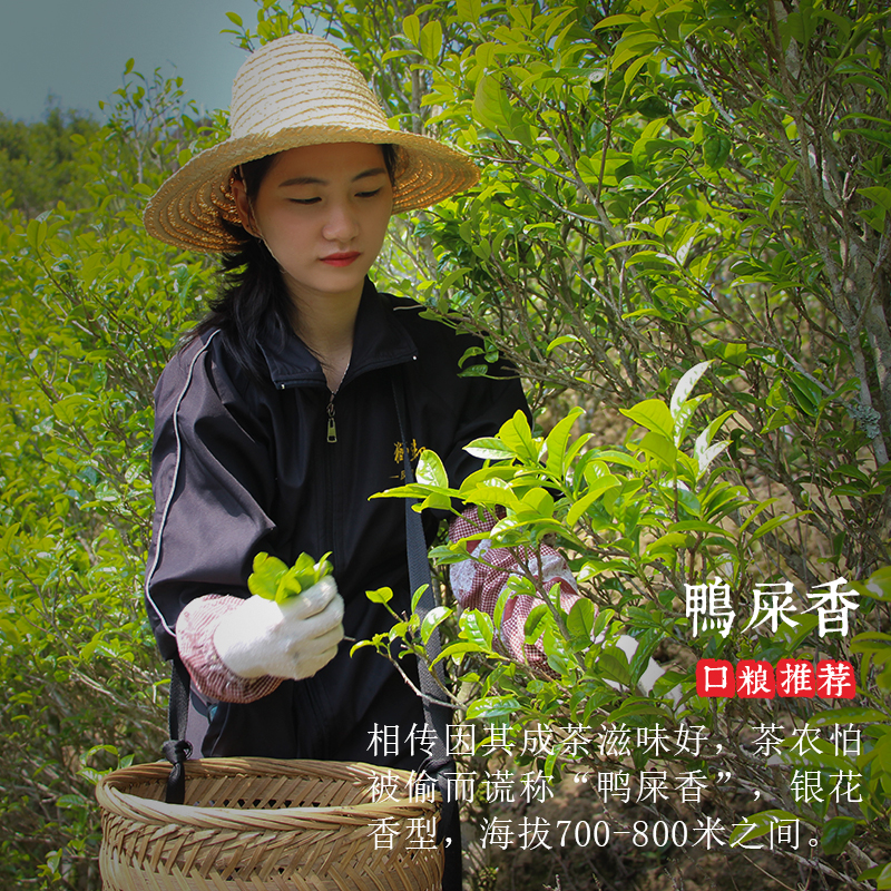 狮头脚【鸭屎香】新茶凤凰单枞茶叶 银花香型 潮州高山乌岽单丛茶