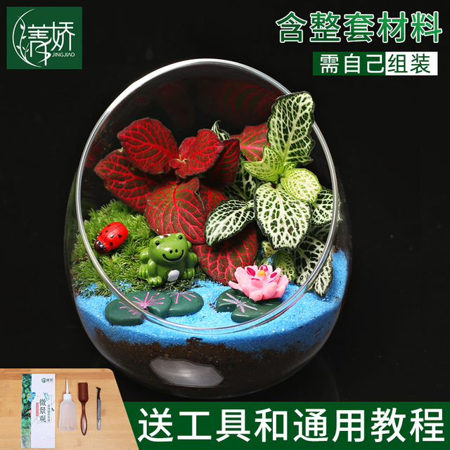 JINGJIAO 菁娇 10cm桌面苔藓微景观 DIY材料包