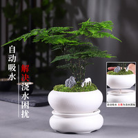 文竹盆栽植物室内花卉办公室桌面绿植好养四季常青景观竹子小盆景