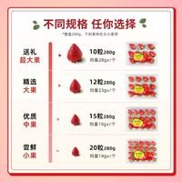 【应季草莓】怡颗莓 Driscoll's云南素颜草莓新鲜当季水果280g/盒 饱满多汁虾