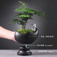 富贵竹清香木盆栽驱蚊植物懒人自动吸水盆景桌面绿植室内好养易活
