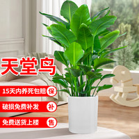 天堂鸟客厅绿植鹤望兰盆栽室内办公室大型植物落地式真花真树花卉